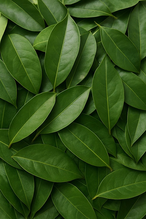 Premium Soursop Tea Leaves